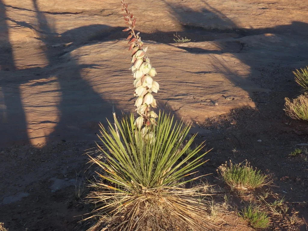 Yucca — Spadefoot Nursery, Inc.